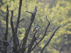 Ceryle rudis rudis