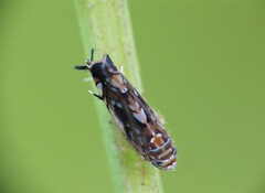 Scaphoideus titanus