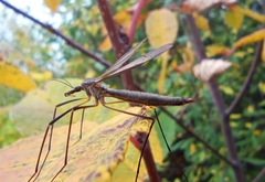 Tipula