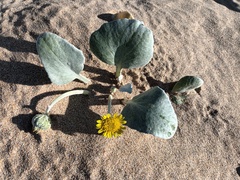 Arctotheca populifolia