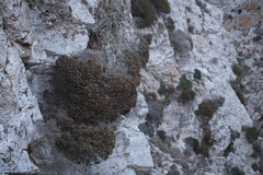 Lomelosia variifolia