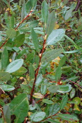 Salix myrtilloides