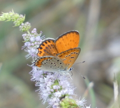 Lycaena thersamon