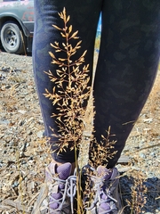 Eragrostis lehmanniana