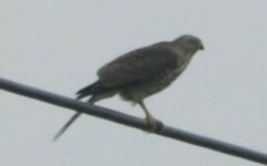 Accipiter badius