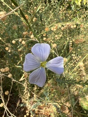 Linum lewisii
