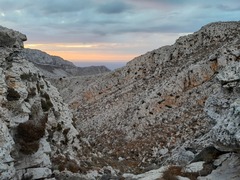 Lomelosia variifolia