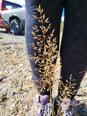 Eragrostis lehmanniana