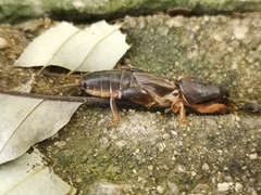 Gryllotalpa orientalis