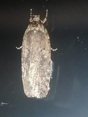 Agonopterix
