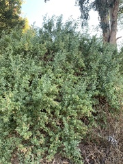 Atriplex lentiformis