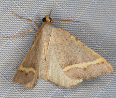 Macaria guenearia