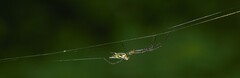 Leucauge decorata