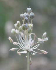 Allium longispathum