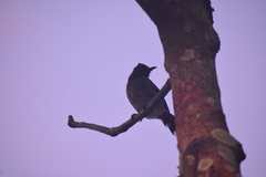 Pycnonotus cafer