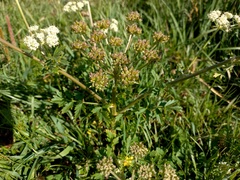 Cnidium dauricum