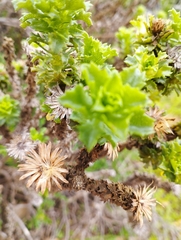 Haplopappus foliosus