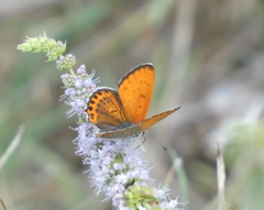 Lycaena thersamon