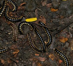 Asiomorpha coarctata