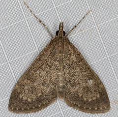 Mecyna mustelinalis