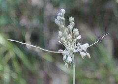 Allium longispathum
