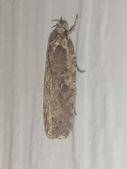 Agonopterix