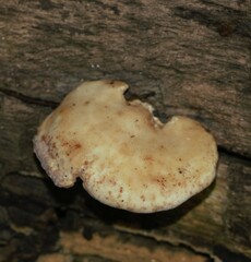 Fomitopsidaceae