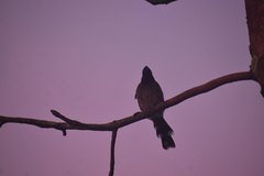 Pycnonotus cafer