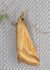 Microtheoris ophionalis