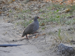 Pternistis adspersus