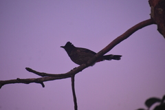 Pycnonotus cafer