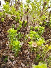 Haplopappus foliosus