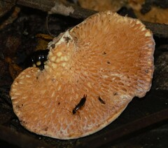 Fomitopsidaceae