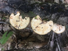 Neofavolus americanus