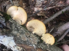 Neofavolus americanus