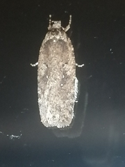 Agonopterix