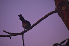 Pycnonotus cafer