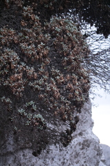 Lomelosia variifolia