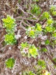 Haplopappus foliosus