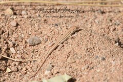 Acanthodactylus boskianus
