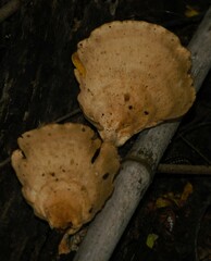 Microporus xanthopus