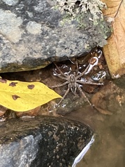 Dolomedes vittatus