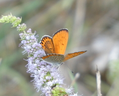 Lycaena thersamon