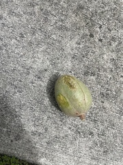 Swietenia mahagoni