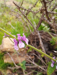 Stachys grandidentata