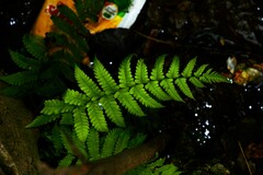Thelypteridaceae