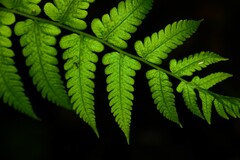Thelypteridaceae