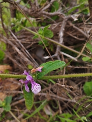 Stachys grandidentata