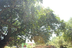 Ficus cotinifolia