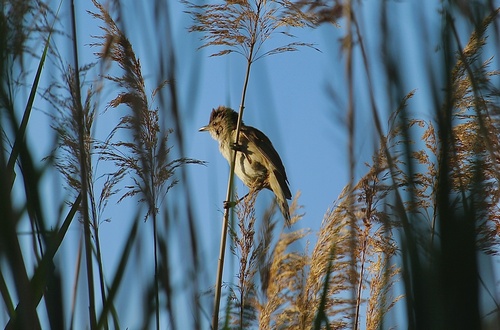 Carricero tordal (Acrocephalus arundinaceus)
